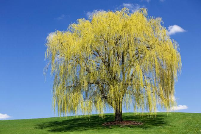 Weeping Willow Image
